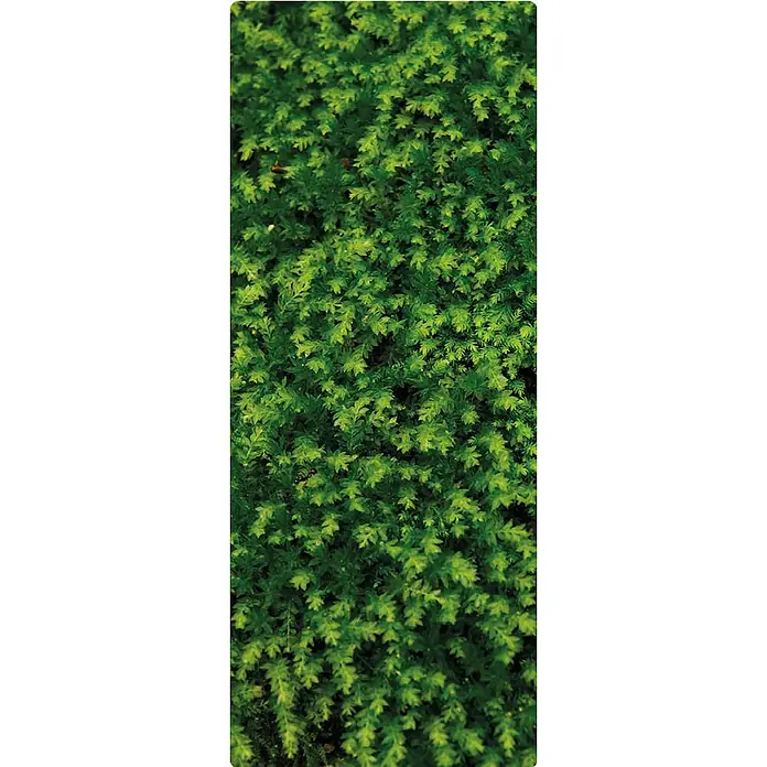 SanDesign Duschrückwandmuster Fern - 17,5 cm x 7 cm x 8 mm, Bäume & Pflanzen - Dichte, grüne Teppichmoos-Textur. Ideal für naturnahe Aquarien oder Terrarien, die eine realistische und pflegeleichte Begrünung benötigen.