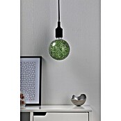 Paulmann LED-Lampe Vintage Globe-Form E27 (E27, Dimmbar, Warmweiß, 470 lm, 5 W, Farbe: Grün) | BAUHAUS