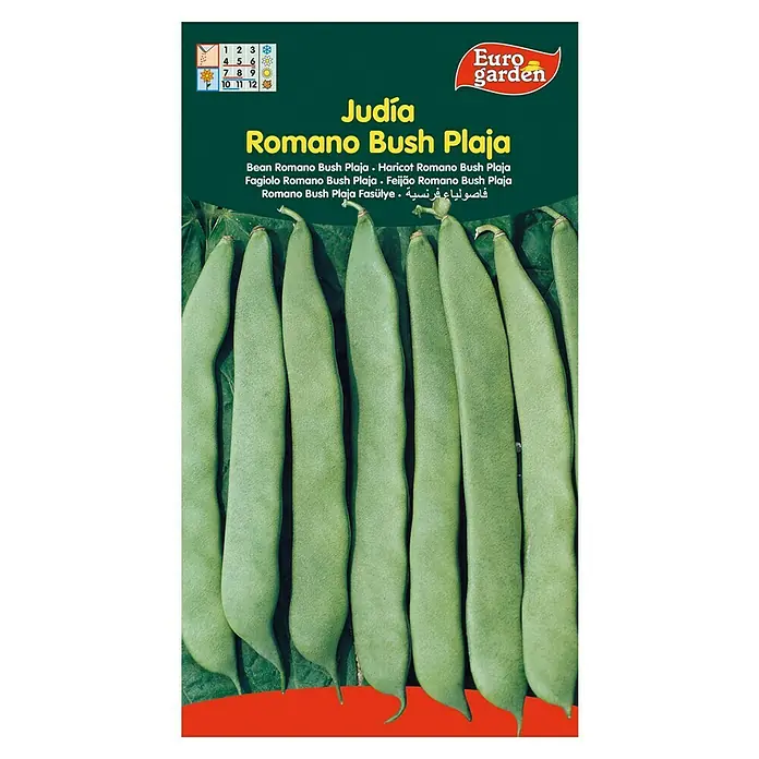 Euro Garden Semillas de vegetales Judía Romano Bush Plaja - Cosecha: Junio - Paquete de semillas para Judía Romano Bush Plaja, una judía enana ideal para cultivar en el jardín.