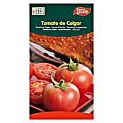 Tomate Haengen