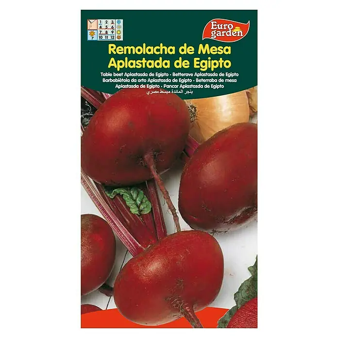 Euro Garden Semillas de vegetales Remolacha de mesa aplastada de Egipto - Cosecha: Junio - Remolacha de mesa aplanada de Egipto de Euro Garden.