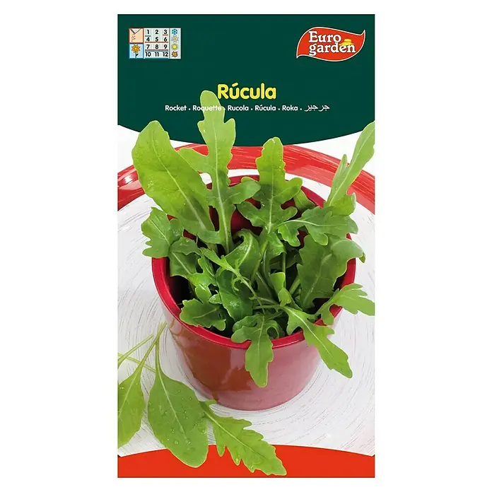 Euro Garden Semillas de vegetales Rúcula sativa - Cosecha: Julio - Un primer plano de rúcula Eurogarden, presentada en una maceta roja sobre una mesa, con el logo e información en el empaque.