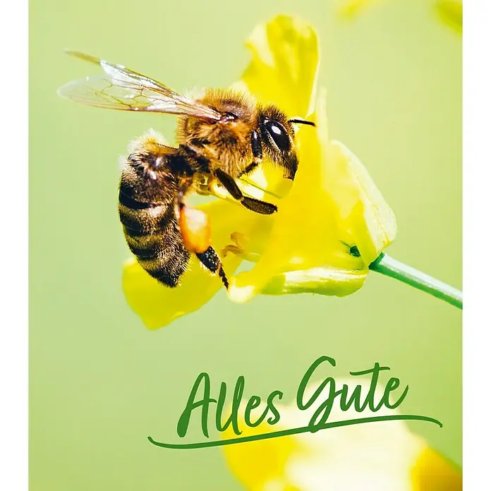 Gutscheinkarte - Per Postversand, 10 Euro, Biene - Biene auf gelber Blüte mit dem Schriftzug "Alles Gute" als freundlicher Gruß für verschiedene Anlässe.