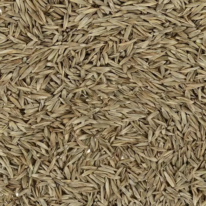 Rasensamen Universal - 1 kg, 30 m² - Detailaufnahme