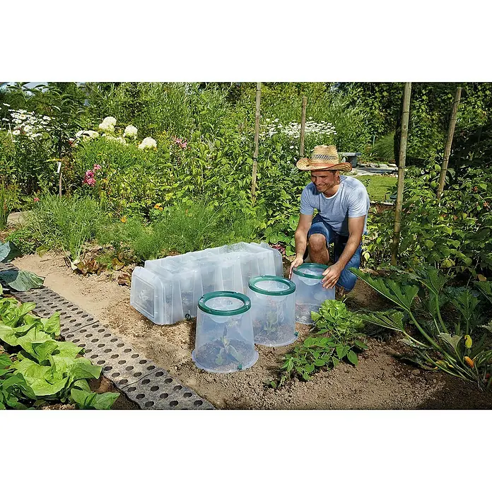 Garantia Pflanzglocke SUNNY - Höhe: 30 cm, Kunststoff - Ein Mann im Garten mit transparenten Frühbeetglocken und einem Frühbeetkasten, die Pflanzen vor Kälte schützen.