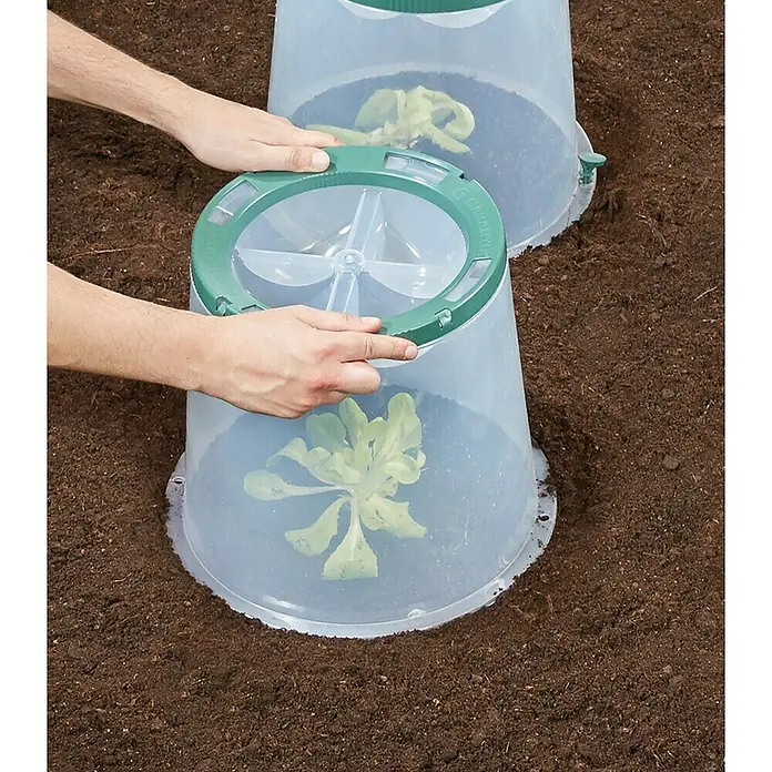 Garantia Pflanzglocke SUNNY - Höhe: 30 cm, Kunststoff - Nahaufnahme von Pflanzen, die mit transparenten Mini-Gewächshäusern geschützt sind. Sie stehen im Garten auf dunkler Erde.
