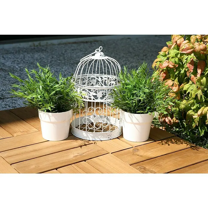Klickfliese Smartdeck - Kiefer, 30 x 30 x 2,5 cm, Naturbraun, 6 Stk. - Dekorative weiße Vogelkäfig-Skulptur, flankiert von zwei grünen Topfpflanzen auf einem warmen Holzboden.