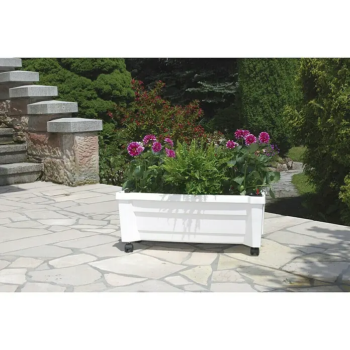 KHW Pflanzkasten mit Spalier - Außenmaß (L x B x H): 79 x 35 x 115 cm, Kunststoff, Weiß - Weißer Pflanzkasten mit lila Dahlien und grünen Farnen auf einer gepflasterten Terrasse. Der Pflanzkasten hat Räder für einfache Bewegung.