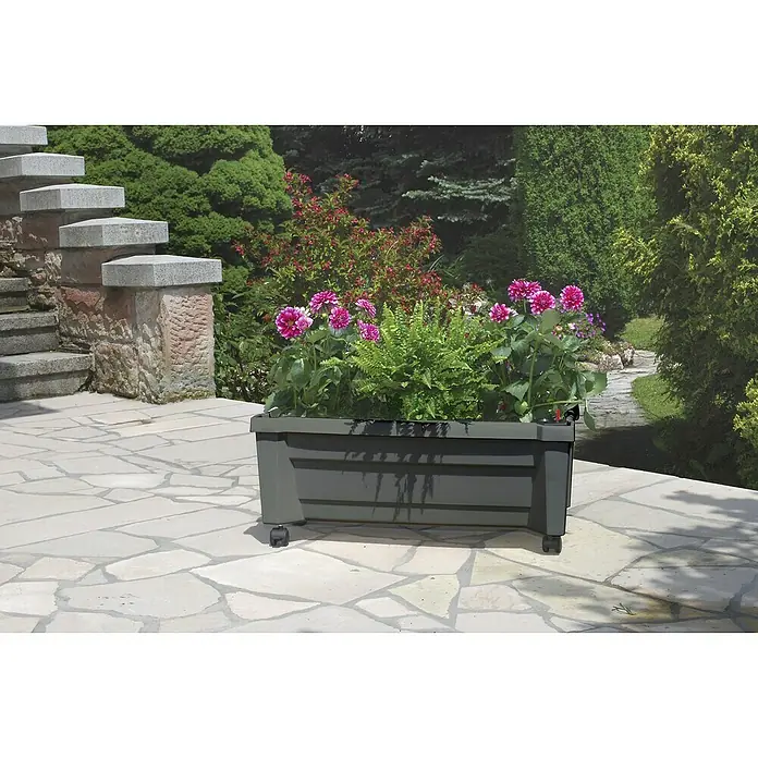 KHW Pflanzkasten mit Spalier - Außenmaß (L x B x H): 79 x 35 x 115 cm, Kunststoff, Anthrazit - Ein grauer Blumenkasten mit Rollen, bepflanzt mit pinkfarbenen Dahlien und Farnen, steht auf einer gepflasterten Terrasse.