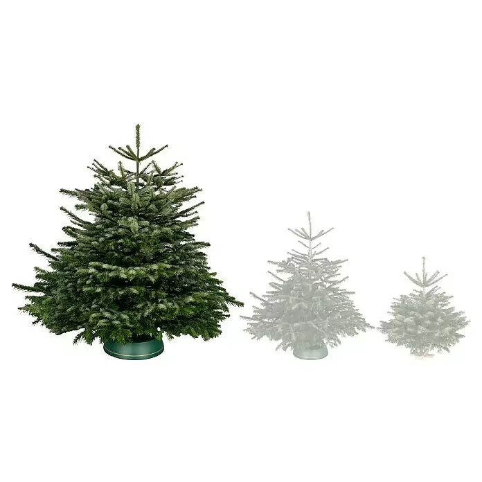 Piardino Nordmanntanne - 175 - 200 cm hoch, Abies nordmanniana - Vorderansicht