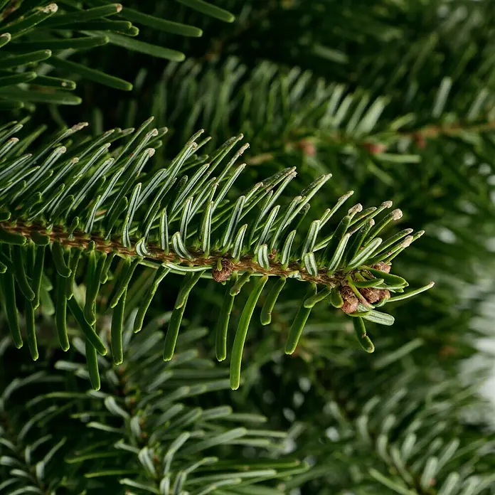 Piardino Nordmanntanne - 125 - 150 cm hoch, Abies nordmanniana - Nahaufnahme eines Tannenzweigs mit grünen Nadeln, der die natürliche Schönheit und Textur des immergrünen Baums hervorhebt.