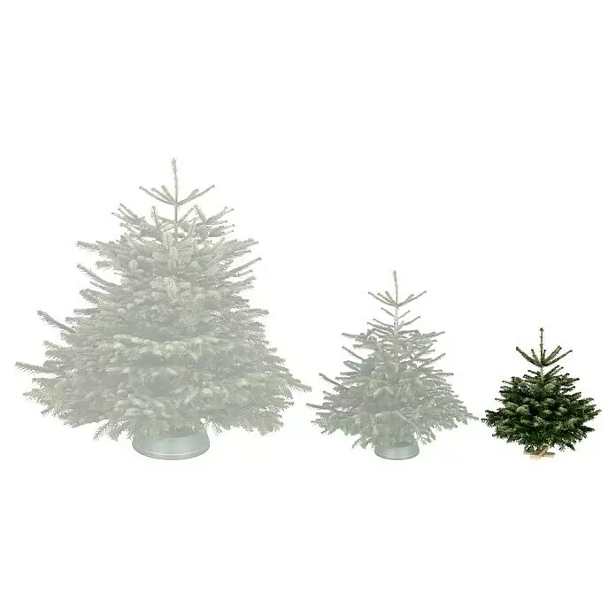 Piardino Nordmanntanne auf Holzkreuz - 80 - 100 cm hoch, Abies nordmanniana - Vorderansicht