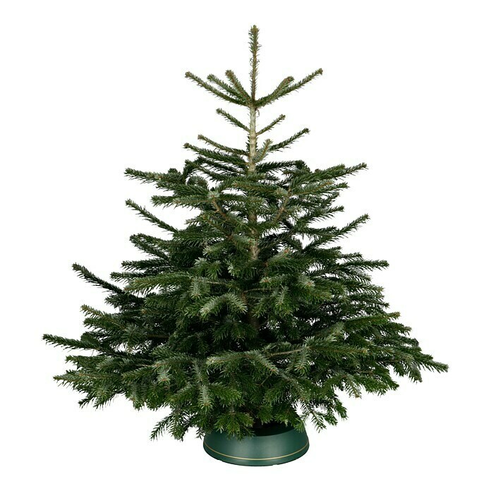 Piardino Nordmanntanne (125 - 150 cm, Weihnachtsbaum, Gesägt)