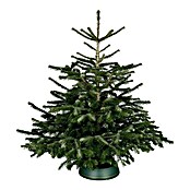 Piardino Nordmanntanne (125 - 150 cm, Weihnachtsbaum, Gesägt)