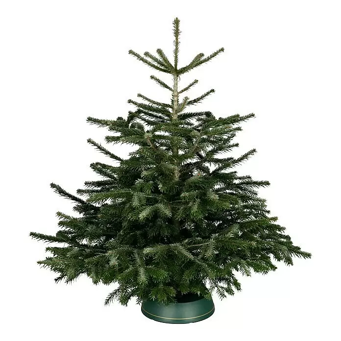 Piardino Nordmanntanne - 125 - 150 cm hoch, Abies nordmanniana - Vorderansicht
