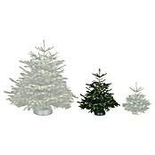 Piardino Nordmanntanne (125 - 150 cm, Weihnachtsbaum, Gesägt)