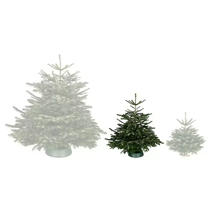 Piardino Nordmanntanne - 125 - 150 cm hoch, Abies nordmanniana - Vorderansicht