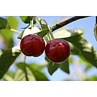 Säulen-Sauerkirschbaum Annabell (Prunus avium, Erntezeit: Juli)