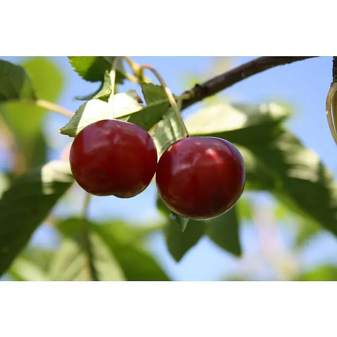 Säulen-Sauerkirschbaum AnnabellPrunus avium, Erntezeit: Juli - Zwei leuchtend rote Kirschen hängen an einem Ast inmitten grüner Blätter und erfreuen mit ihrem frischen und saftigen Aussehen.