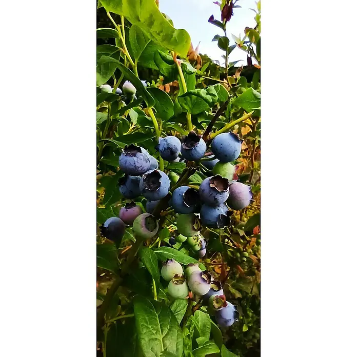 Heidelbeere Goldtraube - Vaccinium corymbosum Goldtraube, Erntezeit: August - Nahaufnahme von frischen, reifen und unreifen Blaubeeren, die an einem üppigen, grünen Strauch wachsen. Perfekt für gesunde Snacks!