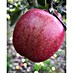 Apfelbaum Braeburn 