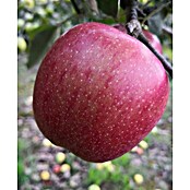 Apfelbaum Braeburn (Malus domestica Braeburn, Topfgröße: 5 l, Erntezeit: Oktober)