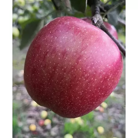 Apfelbaum Braeburn