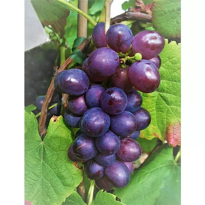 Weinrebe Blauer Muskateller - Vitis vinifera 'Blauer Muskateller', Erntezeit: August - Stimmungsaufnahme