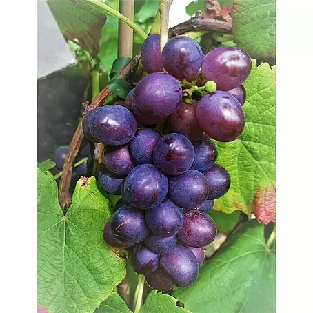 Weinrebe Blauer Muskateller