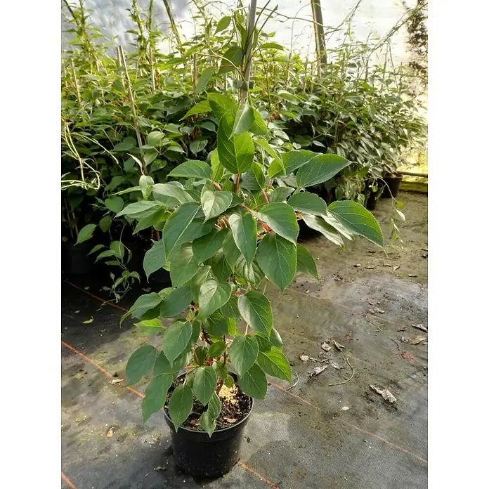 Strahlengriffel - Actinidia arguta, Erntezeit: September, Männlich - Ein Junger Strahlengriffel, der in einem schwarzen Topf in einem Gewächshaus steht. Er ist gesund und hat viele grüne Blätter und rote Stiele.