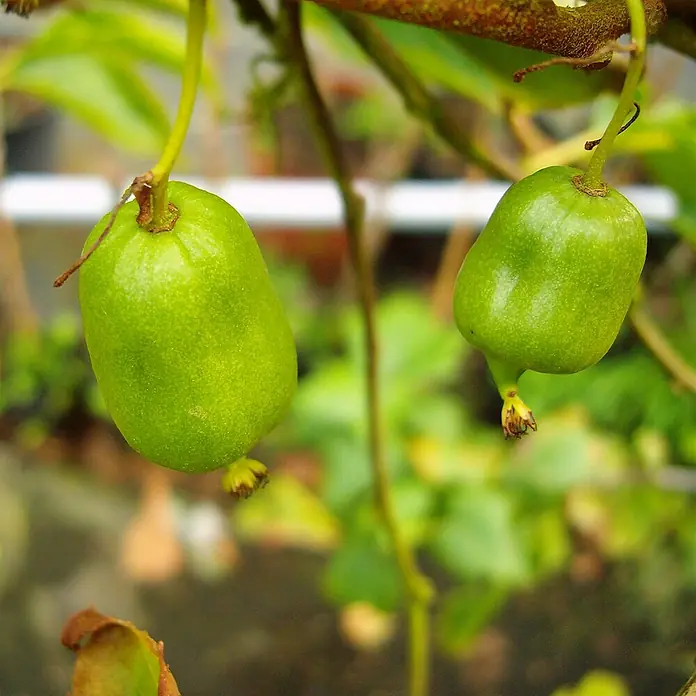 Strahlengriffel - Actinidia arguta, Erntezeit: September, Männlich - Zwei grüne Mini-Kiwis hängen an einem Ast und zeigen ihre glatte, unbehaarte Schale. Eine köstliche, gesunde Leckerei direkt vom Baum.