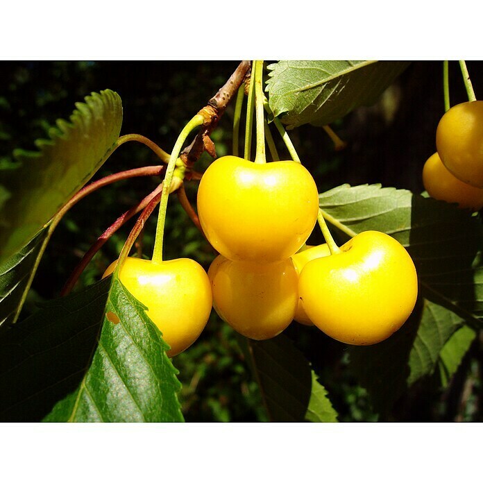 Süßkirschbaum Dönissens Gelbe Knorpelkirsche (Prunus avium 'Dönissens Gelbe Knorpelkirsche', Erntezeit: Juli - August)