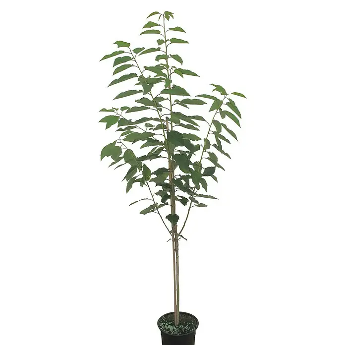 Süßkirschbaum Hedelfinger Riesenkirsche - Prunus avium 'Hedelfinger Riesenkirsche', Erntezeit: Juli - Junger Baum in einem Topf mit grünen Blättern und einem schlanken Stamm, ideal für den Innenbereich.