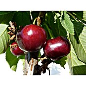 Süßkirschbaum Hedelfinger Riesenkirsche (Prunus 'Hedelfinger Riesenkirsche', Erntezeit: Juli - August)