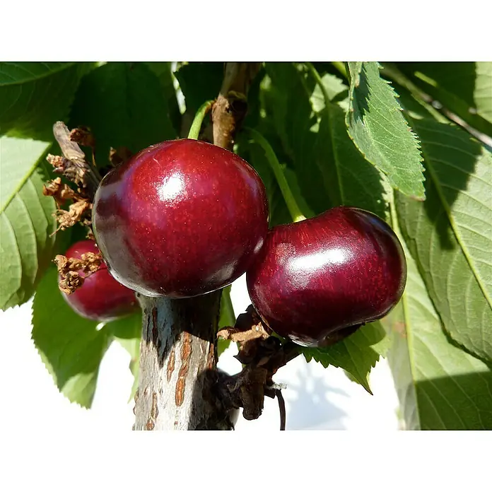 Süßkirschbaum Hedelfinger Riesenkirsche - Prunus avium 'Hedelfinger Riesenkirsche', Erntezeit: Juli - Nahaufnahme von reifen, prallen Kirschen am Baum, die ihre satte, rote Farbe und den Glanz der glatten Haut zeigen.
