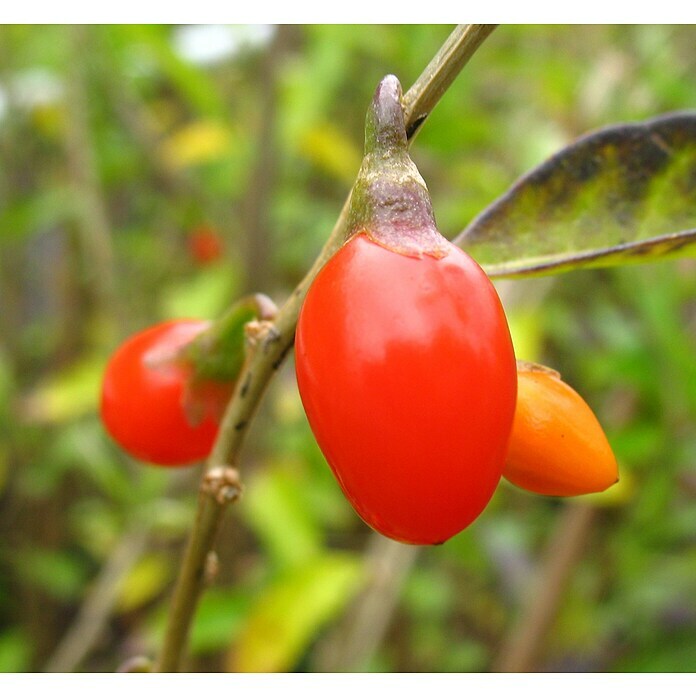 Goji-Beere Big LifeberryLycium barbarum 'Big Lifeberry', Erntezeit: August - Oktober Mood Shot