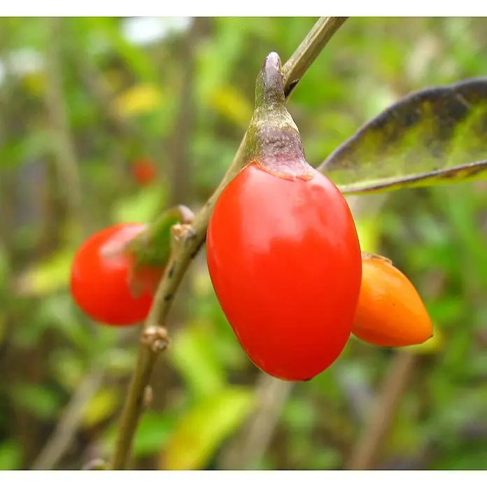 Goji-Beere Big LifeberryLycium barbarum 'Big Lifeberry', Erntezeit: August - Nahaufnahme von leuchtend roten Goji-Beeren, die an einem Zweig hängen, mit unscharfem, grünem Hintergrund, der ihre lebendige Farbe hervorhebt.