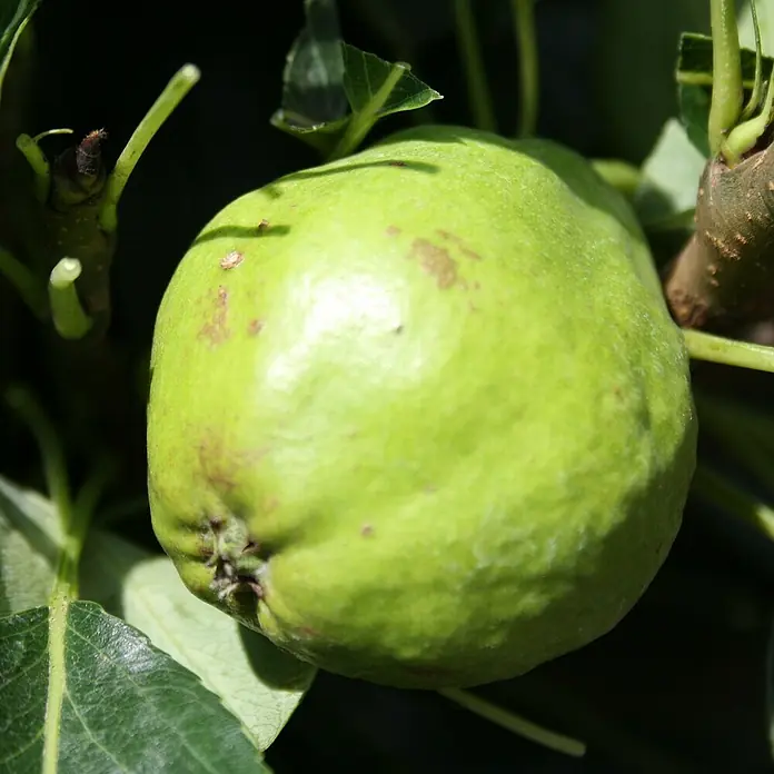 Zwerg-Birnbaum Luisa - Pyrus communis 'Luisa', Erntezeit: September - Eine Nahaufnahme einer hellgrünen Birne, die am Baum hängt, umgeben von Blättern, die die natürliche Reife und das frische Aussehen hervorheben.