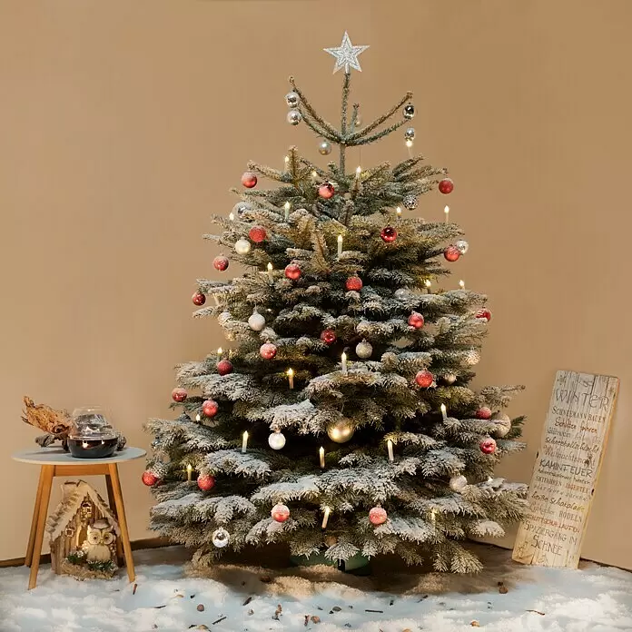 Piardino Nordmanntanne - 125 - 150 cm hoch, Abies nordmanniana - Stimmungsaufnahme