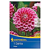 Kiepenkerl Herbstblumenzwiebeln Ball-Dahlie (Dahlia 'Peter', Dunkelrosa, 1 Stk.) | BAUHAUS