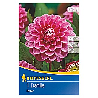 Kiepenkerl Herbstblumenzwiebeln Ball-Dahlie (Dahlia 'Peter', Dunkelrosa, 1 Stk.)