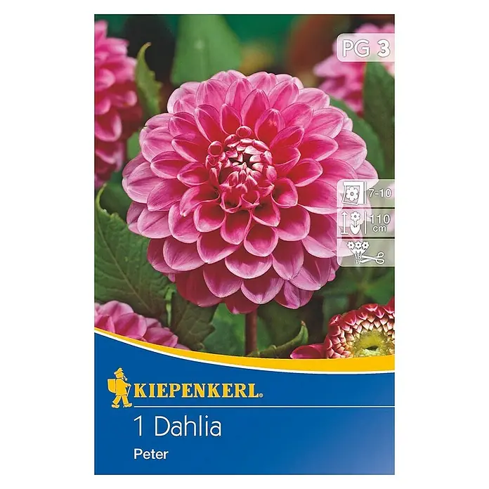 Kiepenkerl Herbstblumenzwiebeln Ball-Dahlie - Dahlia 'Peter', Dunkelrosa, 1 Stk. - Dahlie 'Peter' der Marke Kiepenkerl, eine wunderschöne rosafarbene Sorte, die mit ihrer vollen Blüte jeden Garten bereichert.