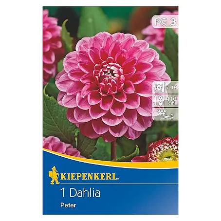 Kiepenkerl  Herbstblumenzwiebeln Ball-Dahlie