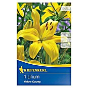 Sommerblumenzwiebeln Lilie Yellow County (Lilium x hybrida, Gelb, Blütezeit: Juli) | BAUHAUS