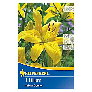 Sommerblumenzwiebeln Lilie Yellow County (Lilium x hybrida, Gelb, Blütezeit: Juli)