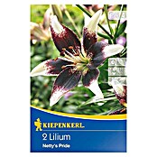 Kiepenkerl Sommerblumenzwiebeln Lilie (Lilium x hybrida 'Netty's Pride', 2 Stk.) | BAUHAUS