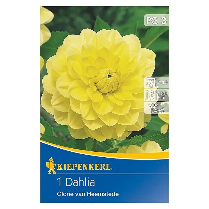 Kiepenkerl Herbstblumenzwiebeln Deko-Dahlie - Dahlia 'Glory of Heemstede', Zitronengelb, 1 Stk. - Einzelne Dahlie 'Glorie van Heemstede' in voller Blüte, mit leuchtend gelben Blütenblättern, die einen attraktiven Blickfang bilden.