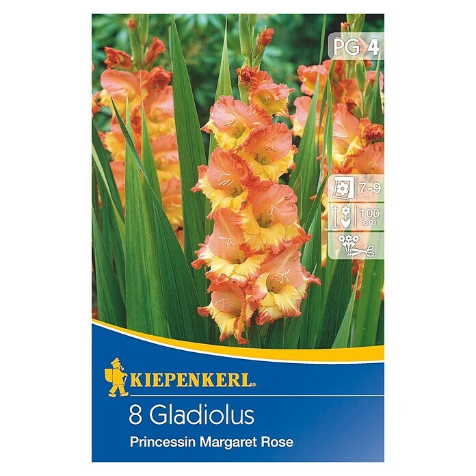 Kiepenkerl Sommerblumenzwiebeln Schwertblume (Gladiolus x hybrida 'Prinzessin Margaret Rose', 8 Stk.) | BAUHAUS