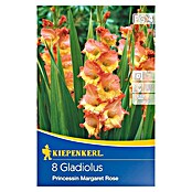 Kiepenkerl Sommerblumenzwiebeln Schwertblume (Gladiolus x hybrida 'Prinzessin Margaret Rose', 8 Stk.) | BAUHAUS