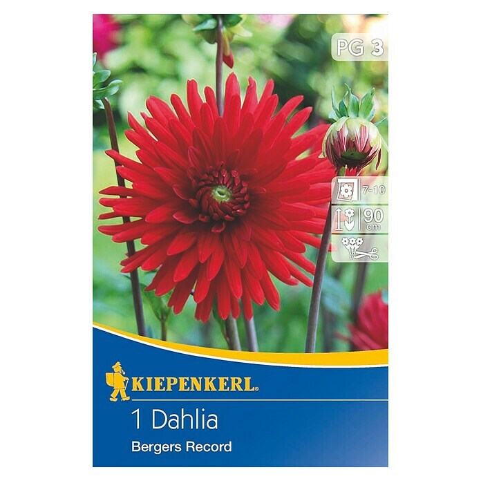 Kiepenkerl Herbstblumenzwiebeln Kaktus-Dahlie (Dahlia 'Bergers Record', Rot, 1 Stk.) | BAUHAUS